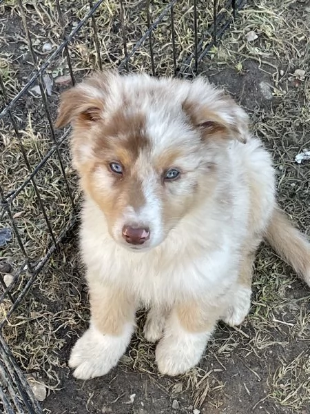 cuccioli australian shepherd maschi red merle  | Foto 4