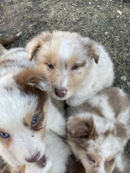 cuccioli australian shepherd maschi red merle  | Foto 3