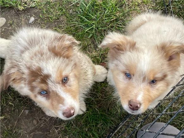 cuccioli australian shepherd maschi red merle 