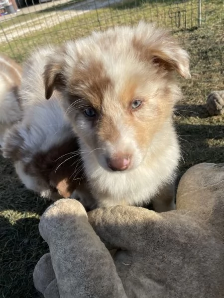 cuccioli australian shepherd maschi red merle  | Foto 2