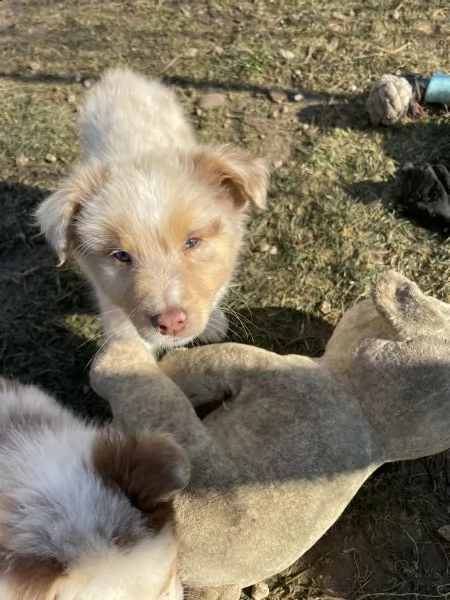 cuccioli australian shepherd maschi red merle  | Foto 1