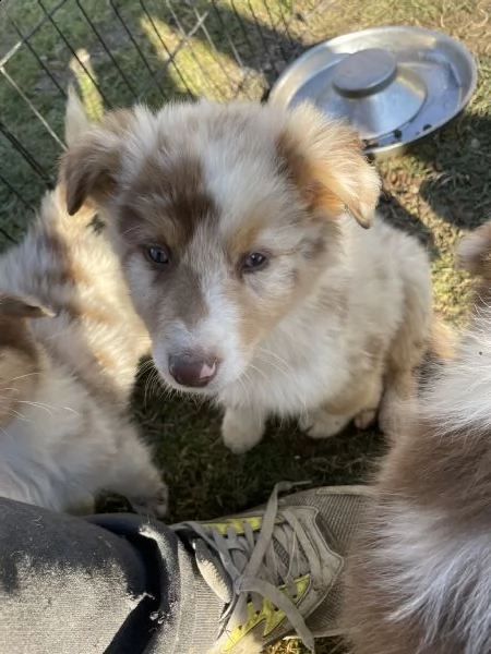 cuccioli australian shepherd maschi red merle  | Foto 0