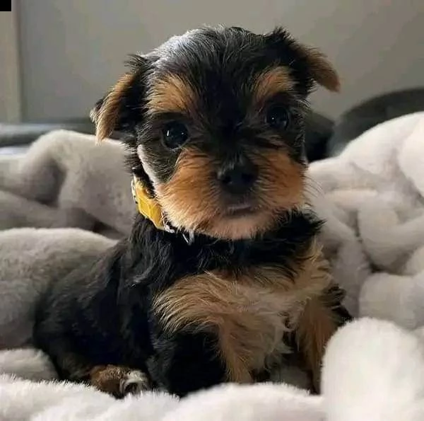 ho una cucciolata di cuccioli di yorkshire terrier da t | Foto 0