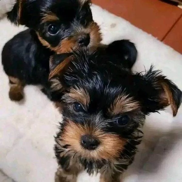 ho una cucciolata di cuccioli di yorkshire terrier da t