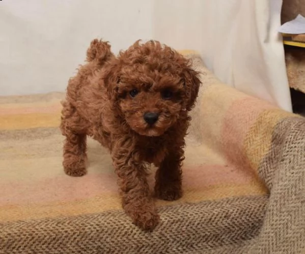 cuccioli di barboncini taglia piccola