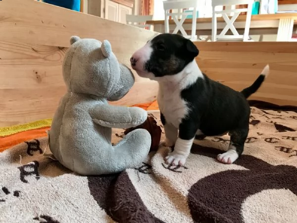 bull terrier cuccioli | Foto 0