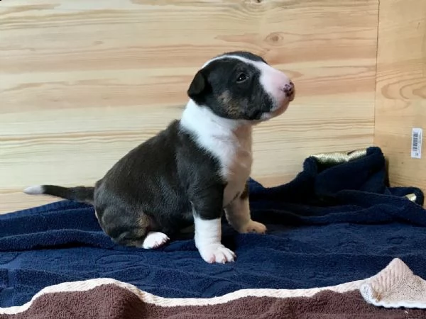 bull terrier cuccioli