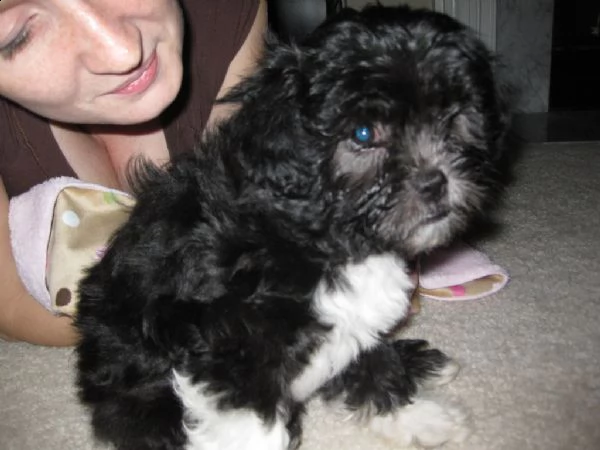 cuccioli di lhasa apso 