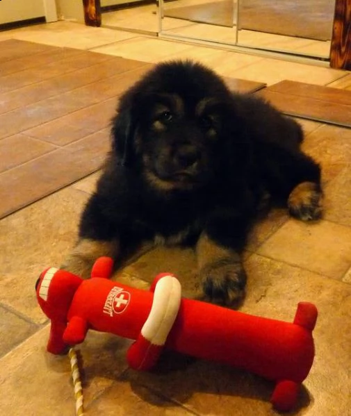 cuccioli di mastino  tibetano