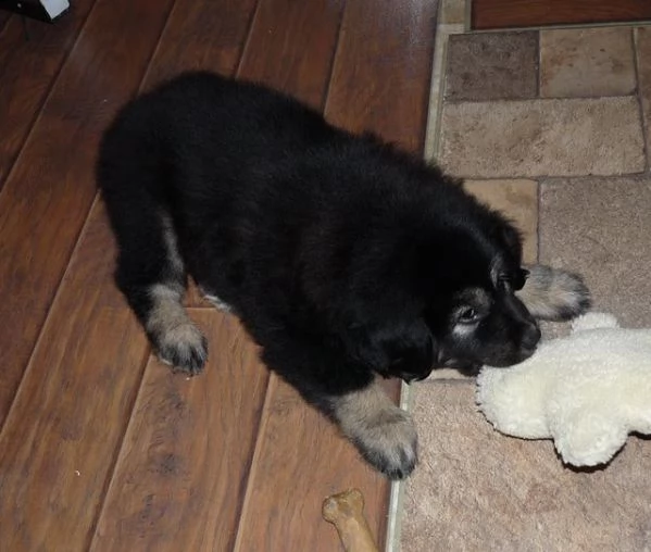 cuccioli di mastino  tibetano | Foto 0