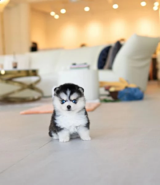 cucciolo di biancaneve pomsky dagli occhi cristallini | Foto 1