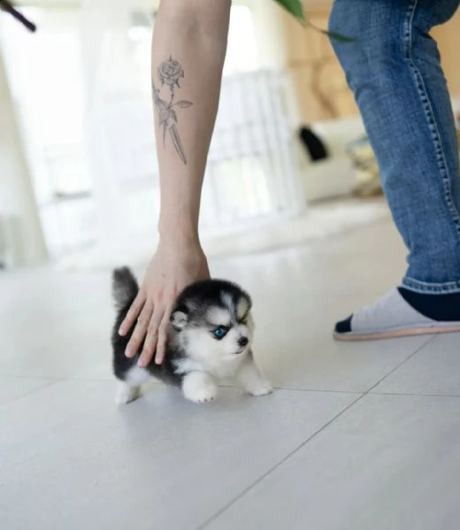 cucciolo di biancaneve pomsky dagli occhi cristallini | Foto 0