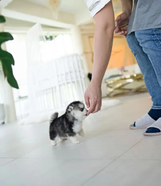 cucciolo di biancaneve pomsky dagli occhi cristallini