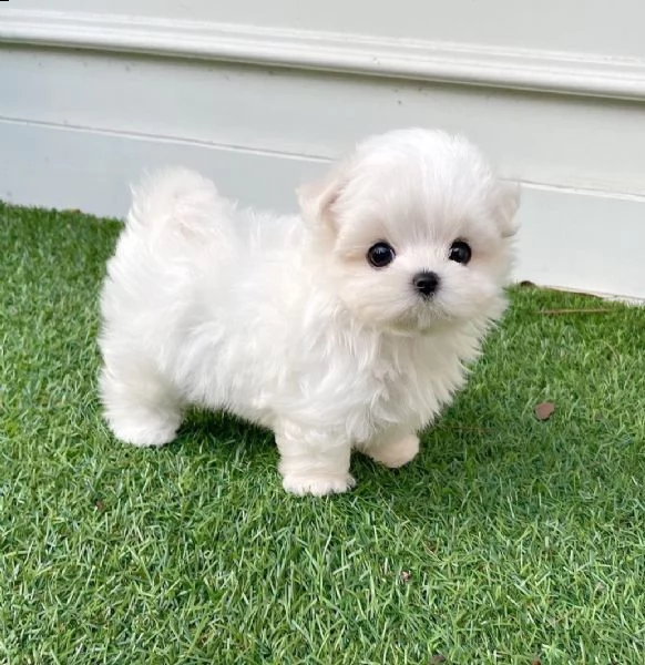 regalo maltese toy e nano