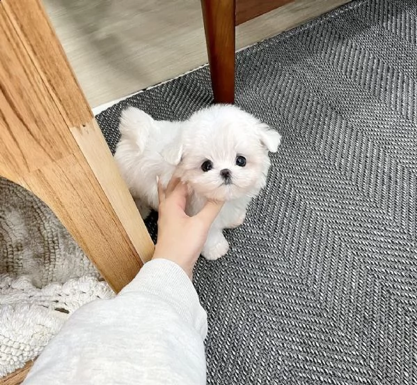 regalo maltese toy e nano | Foto 0
