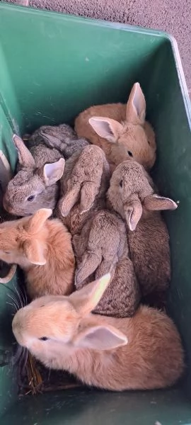 vendita conigli da carne 1kg circa