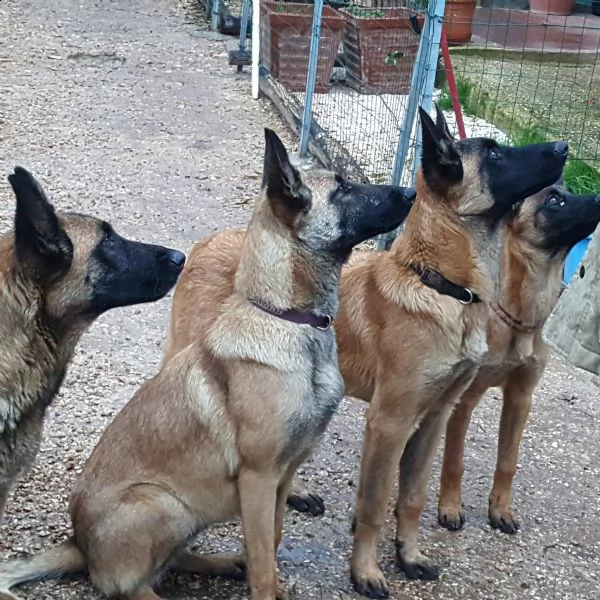 splendidi cuccioli di pastore belga malinois 