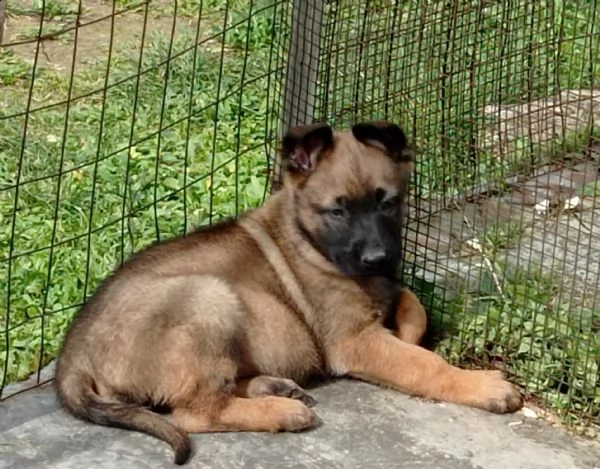 splendidi cuccioli di pastore belga malinois  | Foto 1