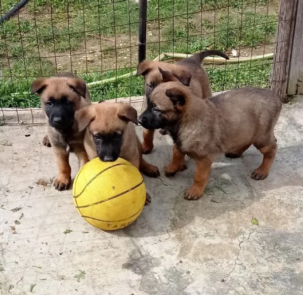 splendidi cuccioli di pastore belga malinois  | Foto 0