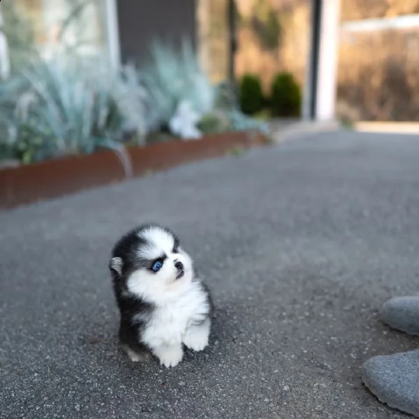 cucciolo di pomsky bianco come la neve con gli occhi azzurri giocoso controllo veterinario | Foto 1
