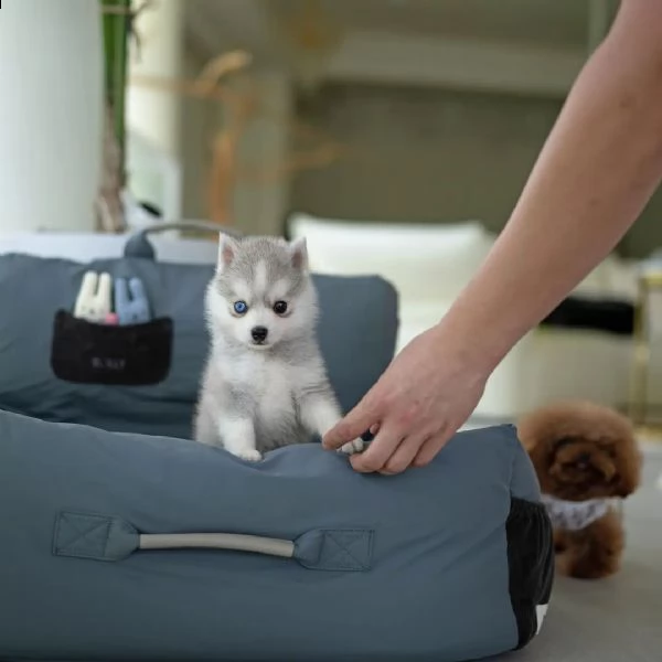 cucciolo di pomsky bianco come la neve con gli occhi azzurri giocoso controllo veterinario
