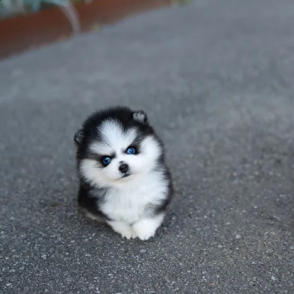 cucciolo di pomsky bianco come la neve con gli occhi azzurri giocoso controllo veterinario | Foto 0