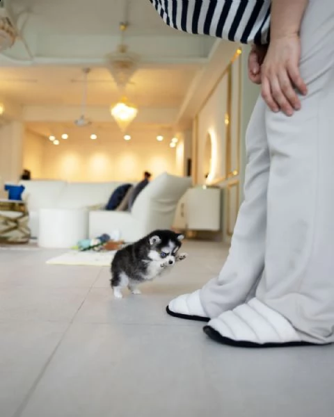 cuccioli pomsky con gli occhi azzurri | Foto 0