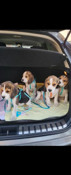 beagle 