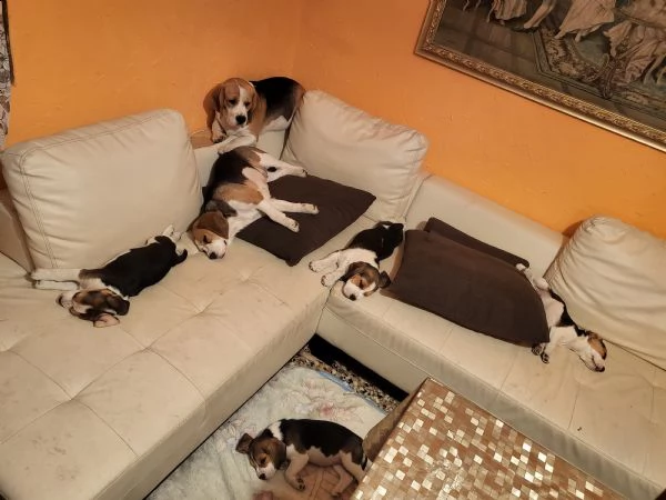 beagle  | Foto 0