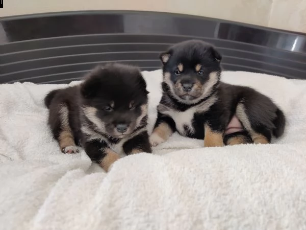 vendo 2 cuccioli di shiba inu nero focato | Foto 5