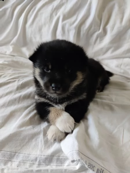 vendo 2 cuccioli di shiba inu nero focato | Foto 4