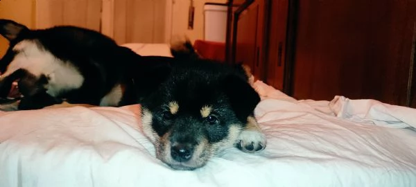 vendo 2 cuccioli di shiba inu nero focato | Foto 3