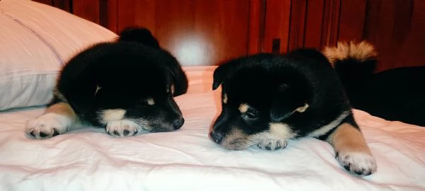 vendo 2 cuccioli di shiba inu nero focato