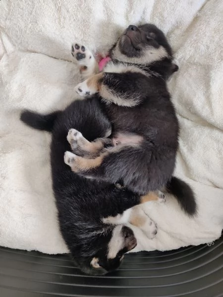 vendo 2 cuccioli di shiba inu nero focato | Foto 2