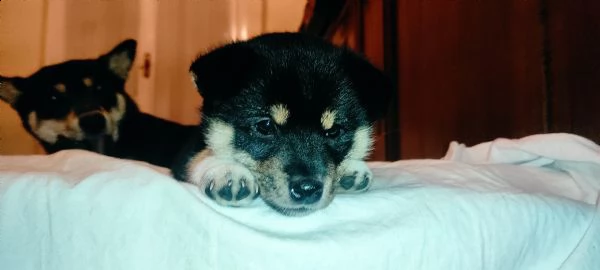 vendo 2 cuccioli di shiba inu nero focato | Foto 1