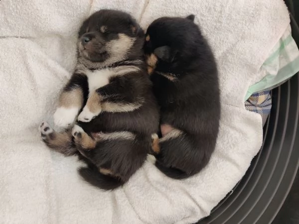 vendo 2 cuccioli di shiba inu nero focato | Foto 0