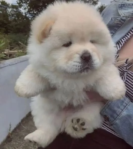 eccezionale cucciolo di chow chow