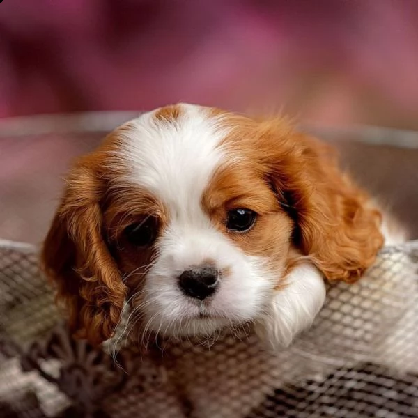 vendita cuccioli cavalier king