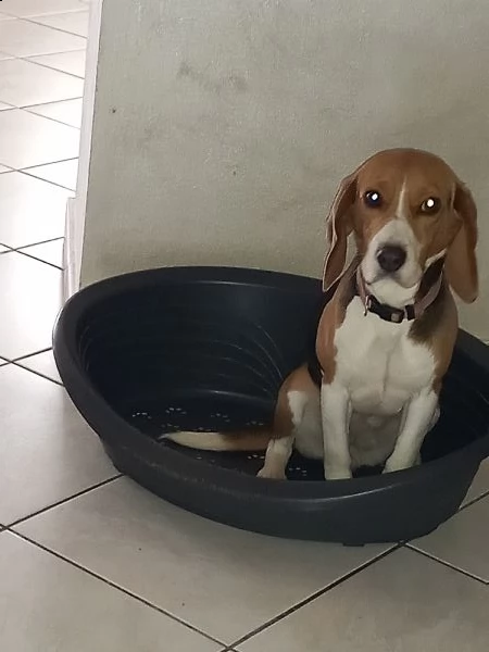 vendo beagle femmina di 1 anno e 4 mesi