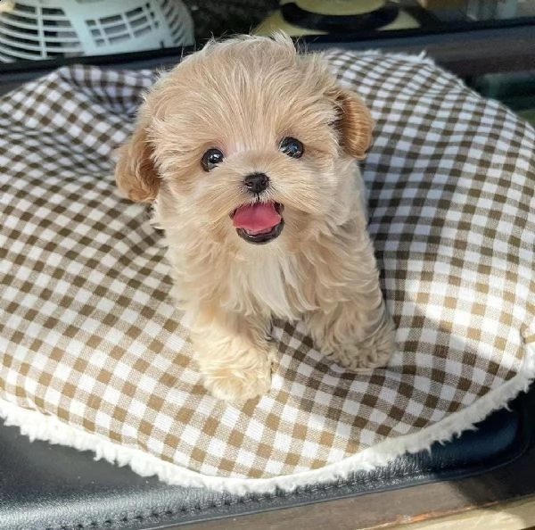 regalo maltipoo cuccioli meravigliosi  