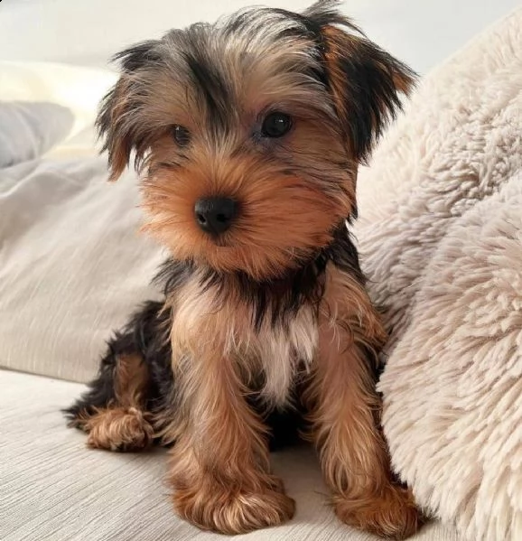 regalo yorkshire cuccioli meravigliosi  