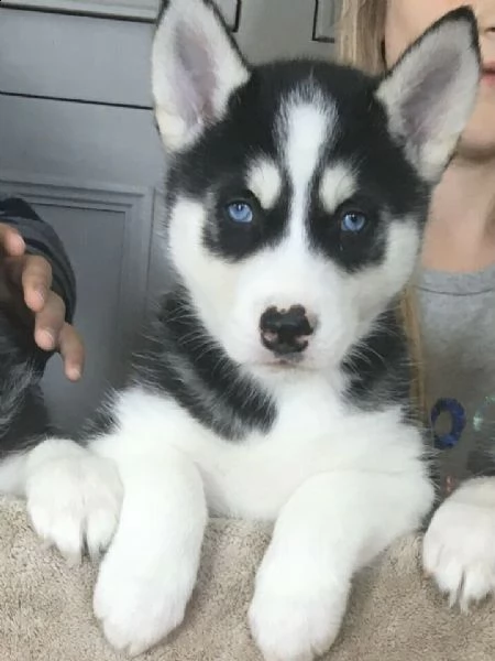 disponibili cuccioli di husky siberiano | Foto 1