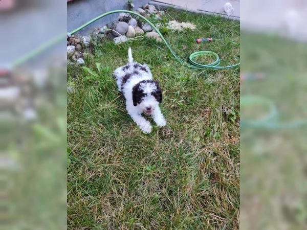 cuccioli di lagotto romagnolo | Foto 4