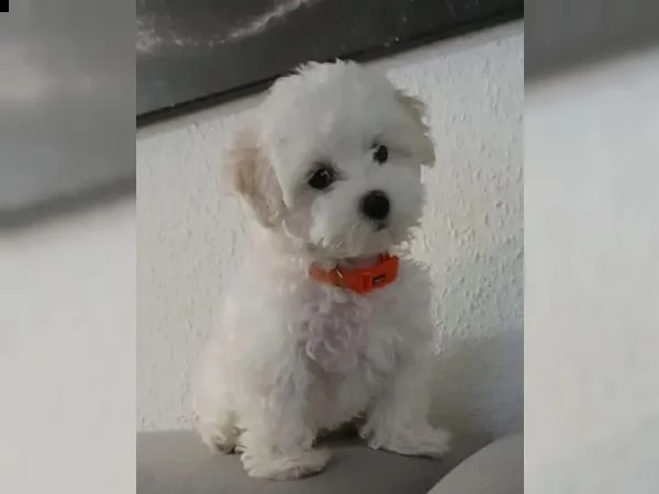 maltese toy | Foto 4