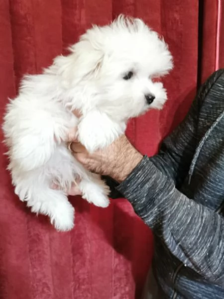 Cuccioli maltesi toy | Foto 4