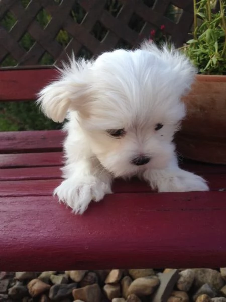 Cuccioli maltesi toy | Foto 4