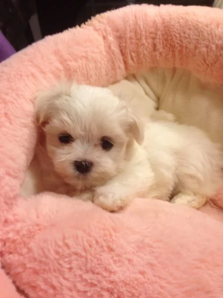 Cuccioli maltesi toy | Foto 1