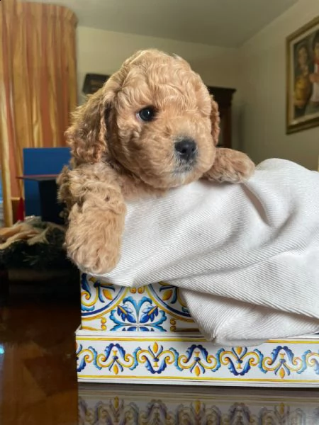 cucciolo di barboncino albicocca, taglia nano, nato il 20 gennaio 2023 | Foto 1