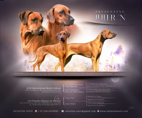 rhodesian ridgeback cuccioli disponibili