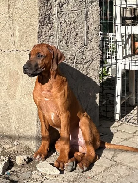 RHODESIAN RIDGEBACK ULTIMI CUCCIOLI DISPONIBILI | Foto 3